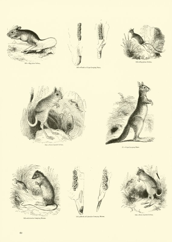 Page du Musée Pictural de la Nature Animée - English School
