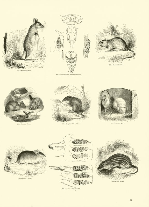 Page du Musée Pictural de la Nature Animée - English School