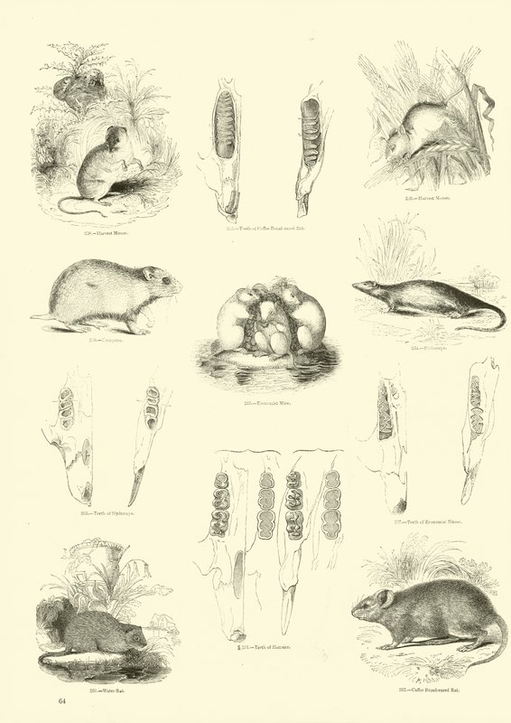 Page du Musée Pictural de la Nature Animée - English School
