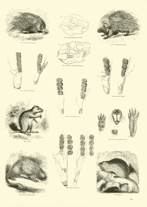 Page du Musée Pictural de la Nature Animée - English School