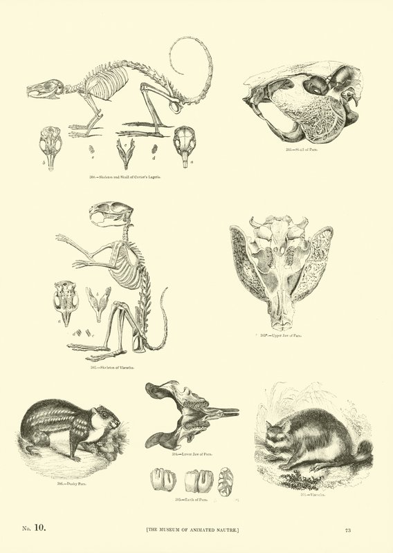 Page du Musée Pictural de la Nature Animée - English School