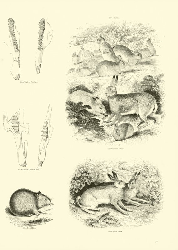 Page du Musée Pictural de la Nature Animée - English School