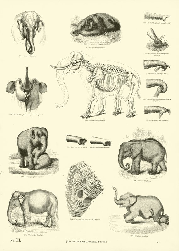 Page du Musée Pictural de la Nature Animée - English School
