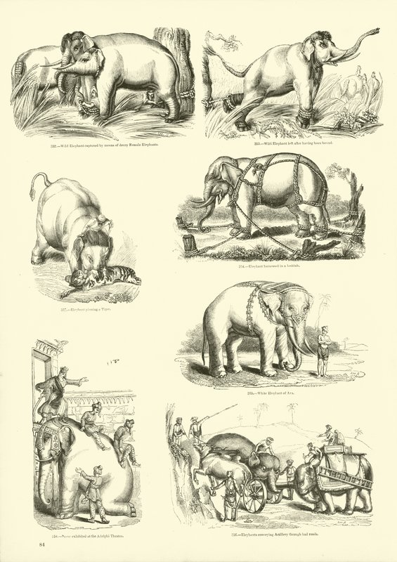 Page du Musée Pictural de la Nature Animée - English School