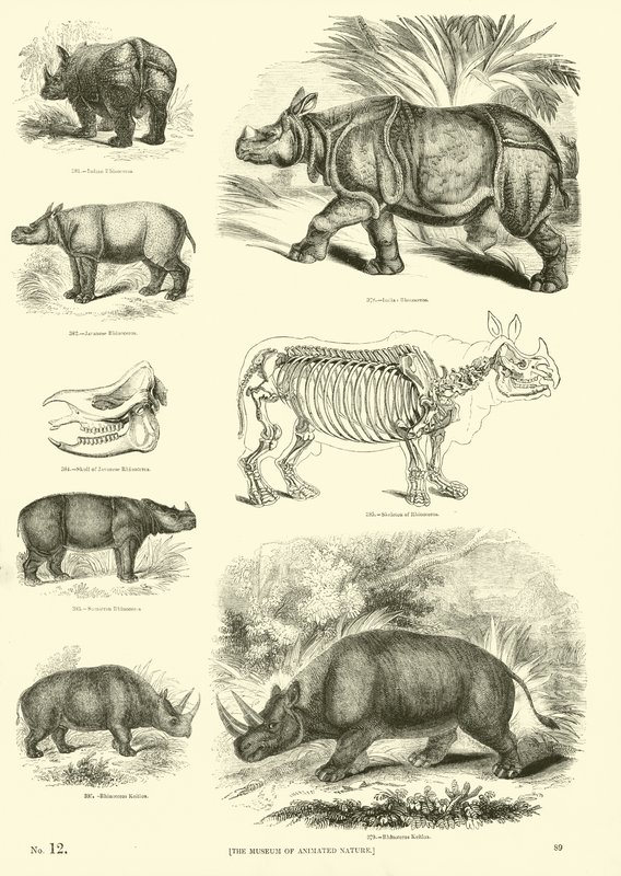 Page du Musée Pictural de la Nature Animée - English School