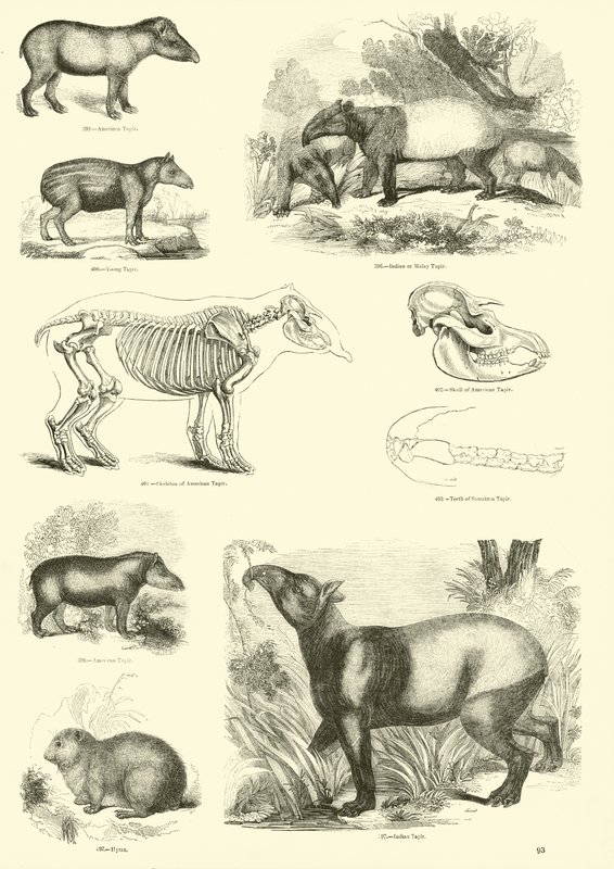Page du Musée Pictural de la Nature Animée - English School