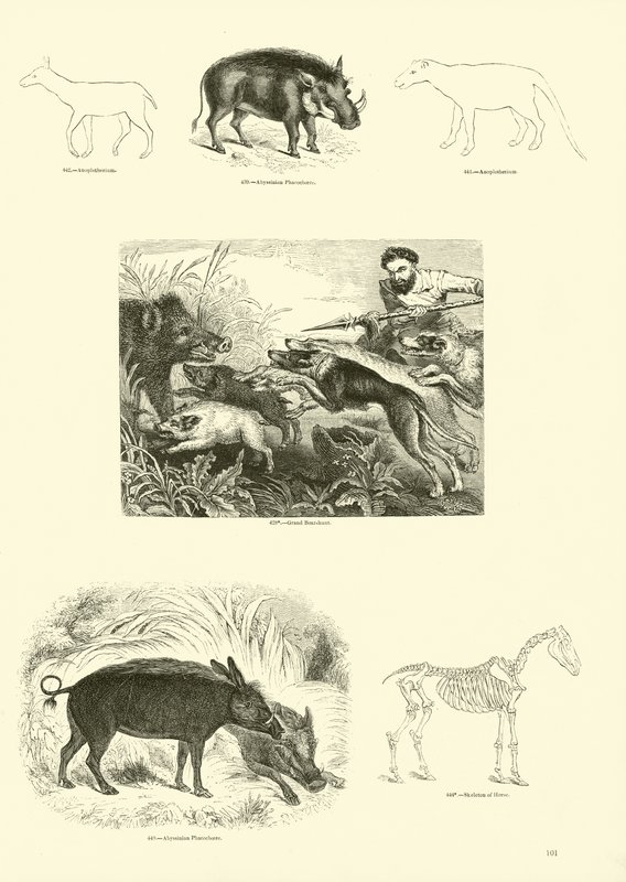 Page du Musée Pictural de la Nature Animée - English School