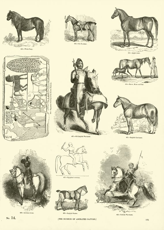 Page du Musée Pictural de la Nature Animée - English School