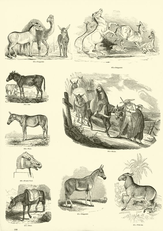 Page du Musée Pictural de la Nature Animée - English School