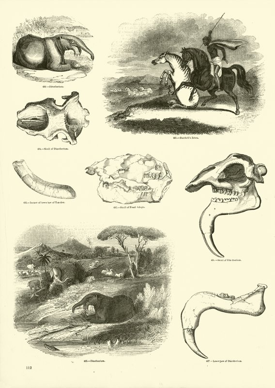 Page du Musée Pictural de la Nature Animée - English School