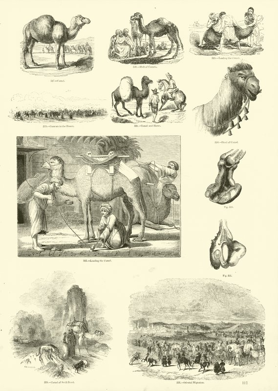 Page du Musée Pictural de la Nature Animée - English School