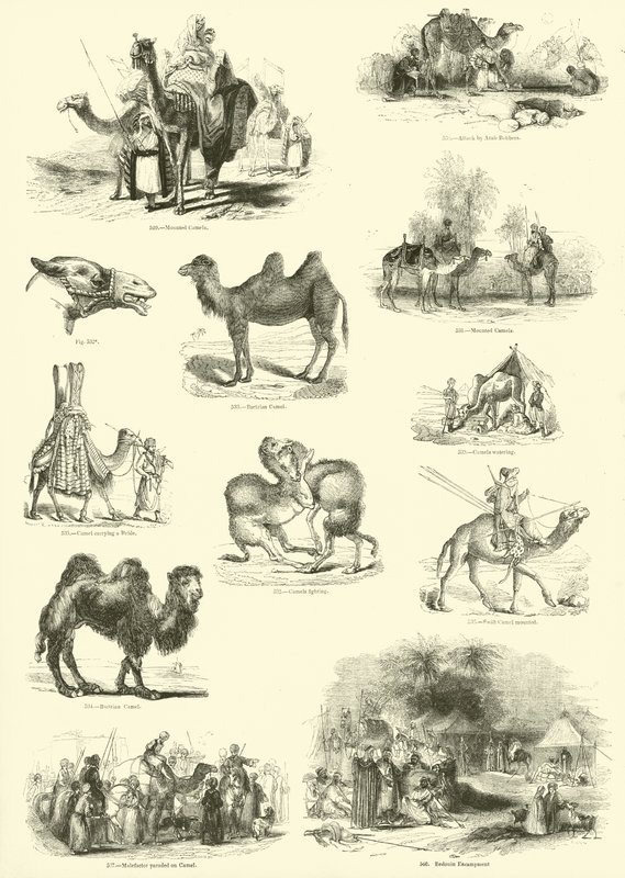 Page du Musée Pictural de la Nature Animée - English School