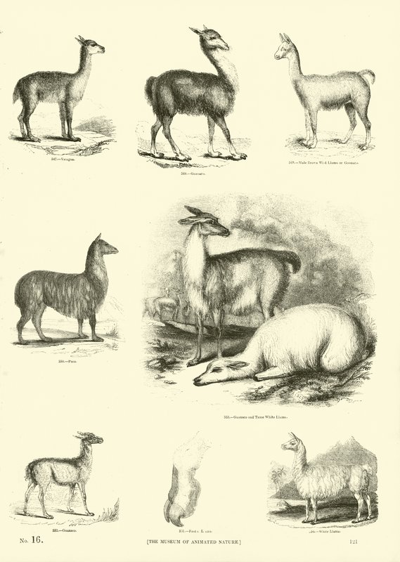 Page du Musée Pictural de la Nature Animée - English School