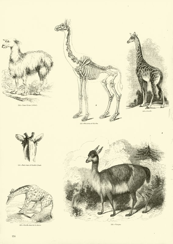 Page du Musée Pictural de la Nature Animée - English School