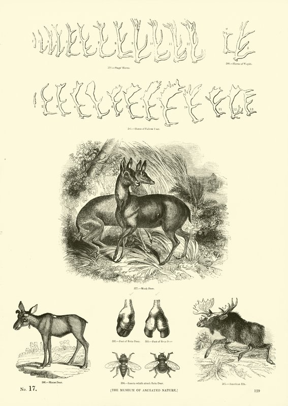 Page du Musée Pictural de la Nature Animée - English School
