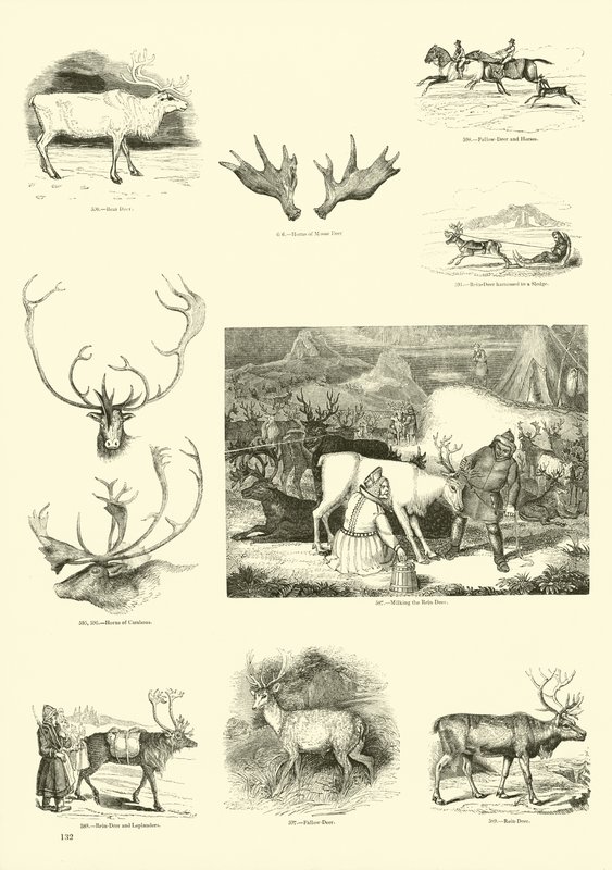 Page du Musée Pictural de la Nature Animée - English School