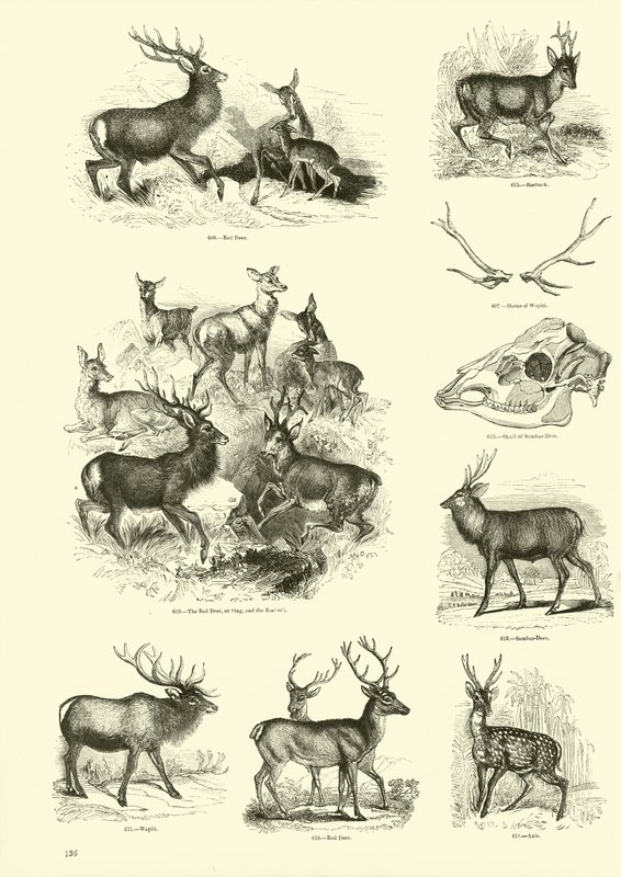Page du Musée Pictural de la Nature Animée - English School