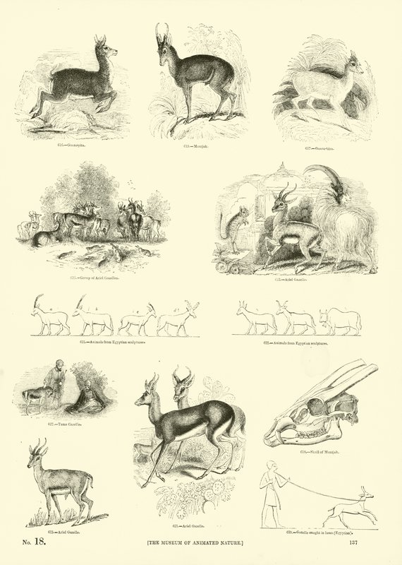 Page du Musée Pictural de la Nature Animée - English School