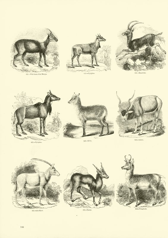 Page du Musée Pictural de la Nature Animée - English School