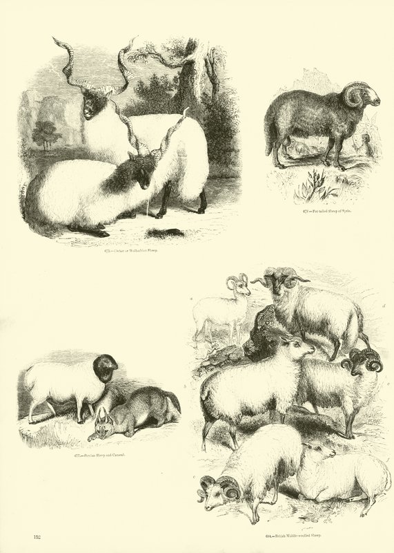 Page du Musée Pictural de la Nature Animée - English School