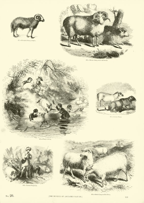 Page du Musée Pictural de la Nature Animée - English School