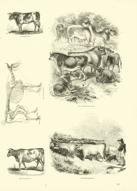 Page du Musée Pictural de la Nature Animée - English School