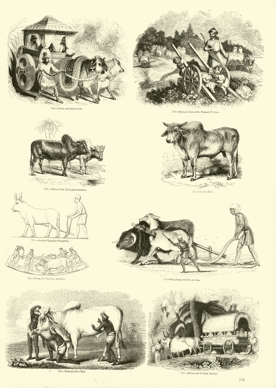 Page du Musée Pictural de la Nature Animée - English School