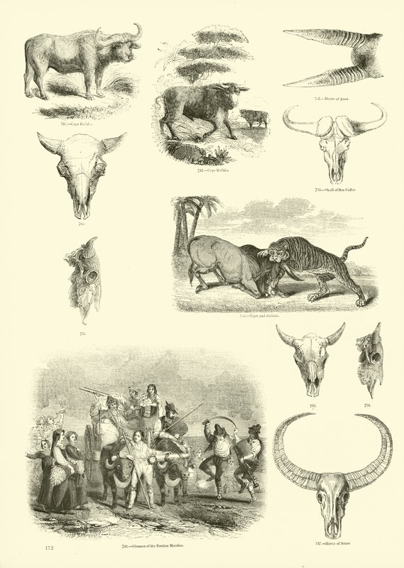 Page du Musée Pictural de la Nature Animée - English School