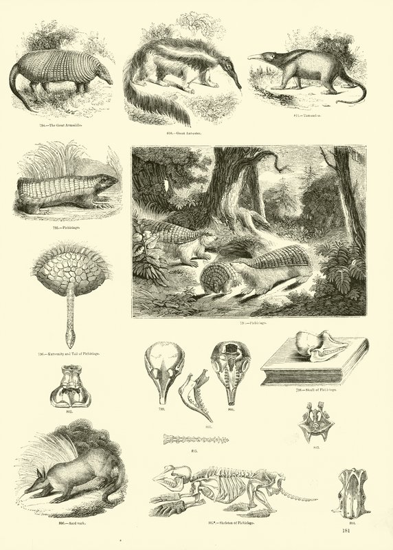 Page du Musée Pictural de la Nature Animée - English School
