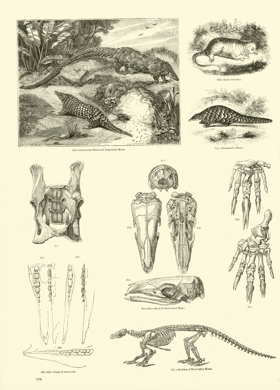 Page du Musée Pictural de la Nature Animée - English School