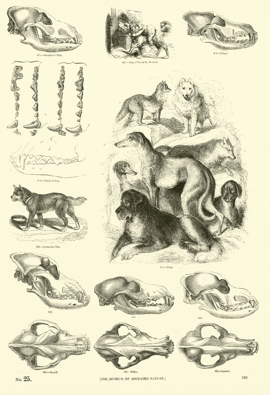 Page du Musée Pictural de la Nature Animée - English School