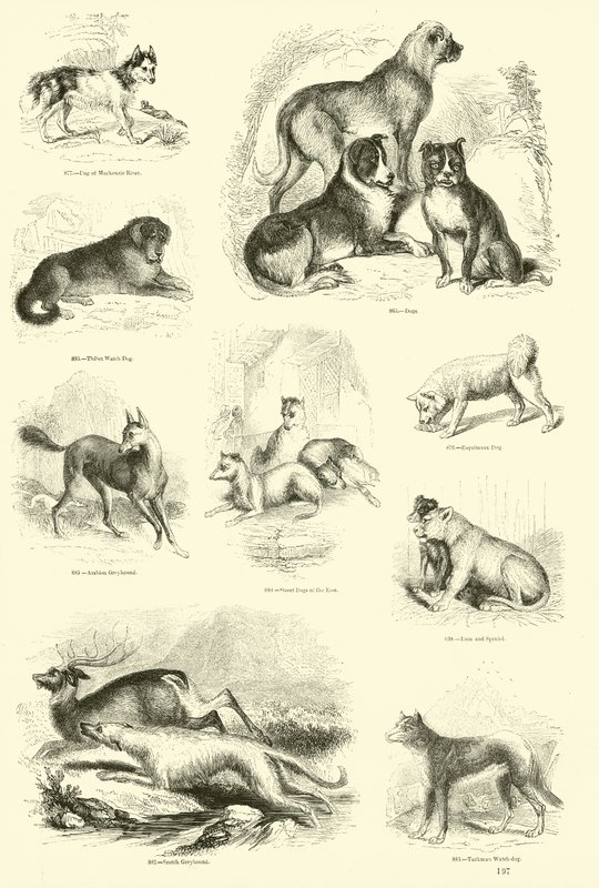 Page du Musée Pictural de la Nature Animée - English School