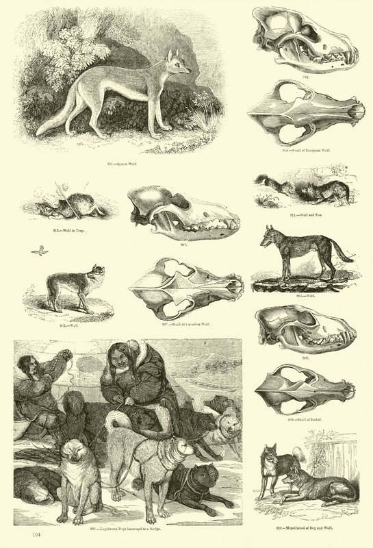 Page du Musée Pictural de la Nature Animée - English School