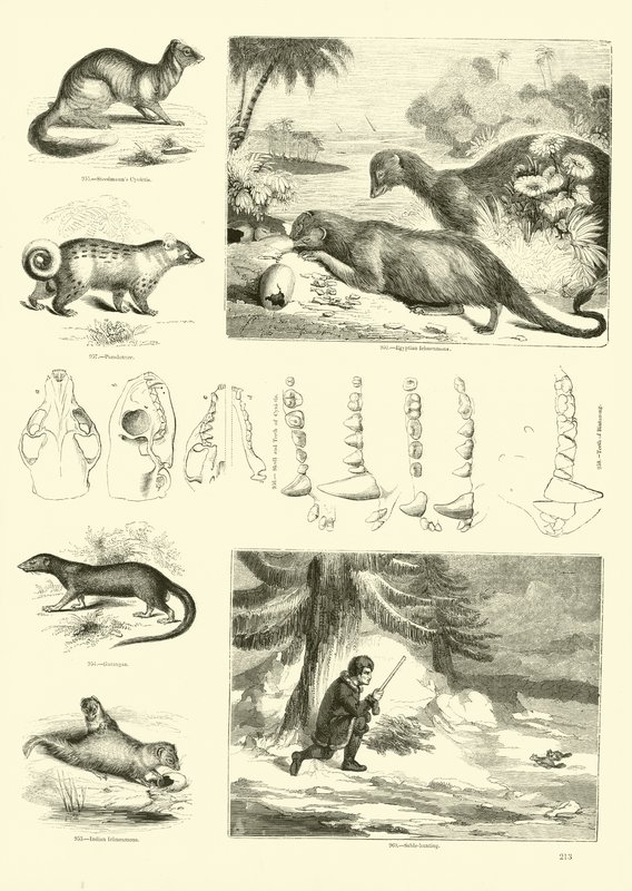 Page du Musée Pictural de la Nature Animée - English School