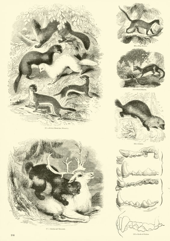 Page du Musée Pictural de la Nature Animée - English School