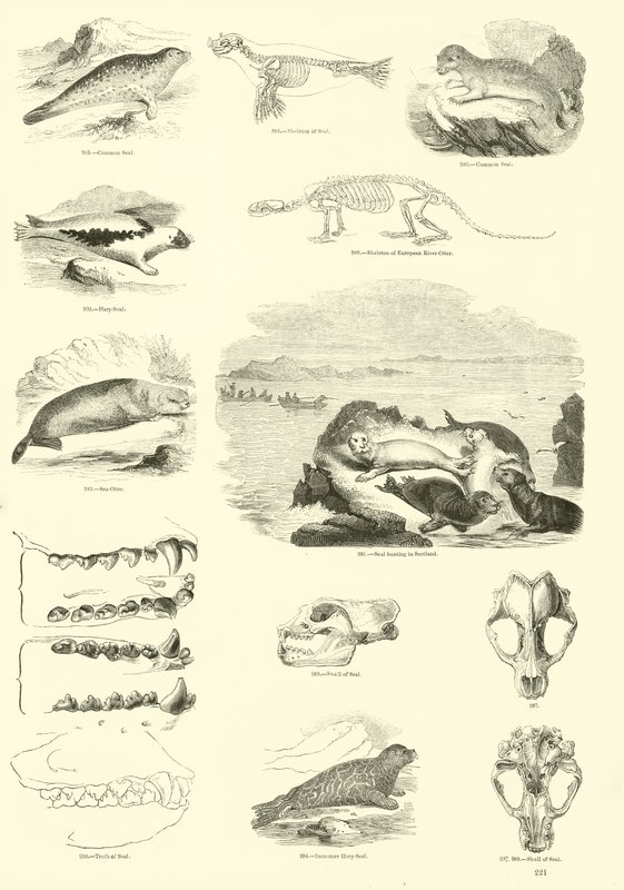 Page du Musée Pictural de la Nature Animée - English School