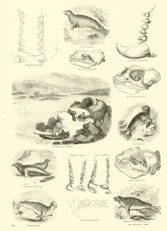 Page du Musée Pictural de la Nature Animée - English School