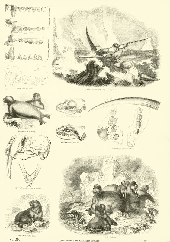 Page du Musée Pictural de la Nature Animée - English School