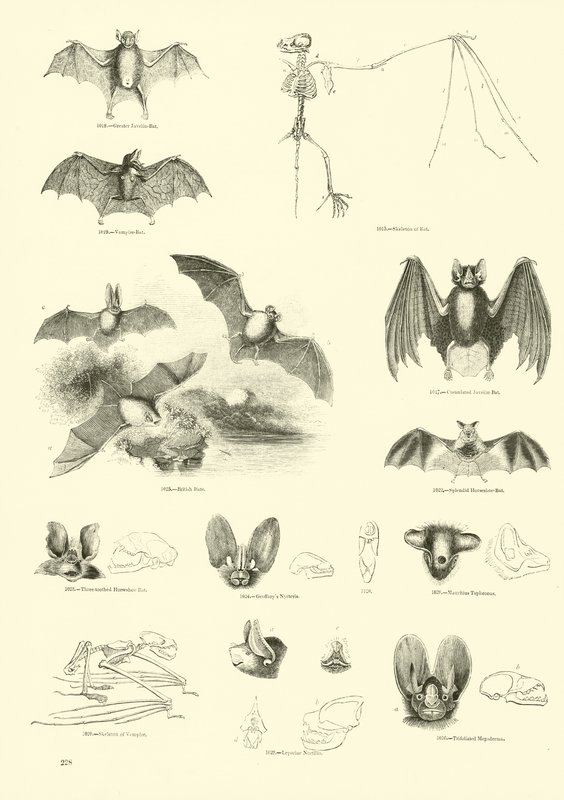 Page du Musée Pictural de la Nature Animée - English School