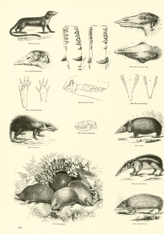 Page du Musée Pictural de la Nature Animée - English School