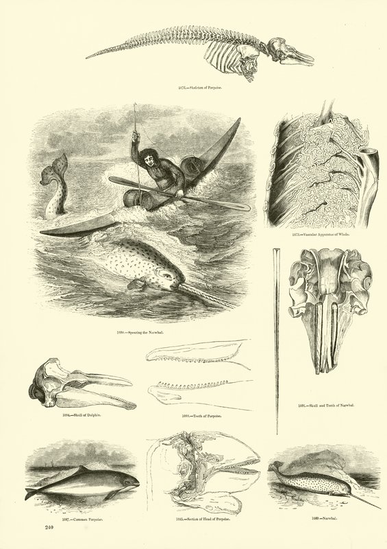Page du Musée Pictural de la Nature Animée - English School