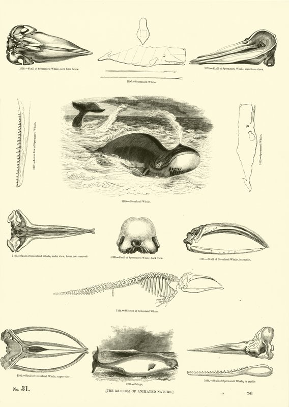 Page du Musée Pictural de la Nature Animée - English School