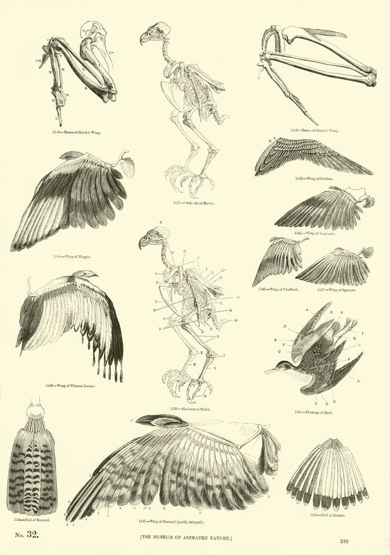 Page du Musée Pictural de la Nature Animée - English School