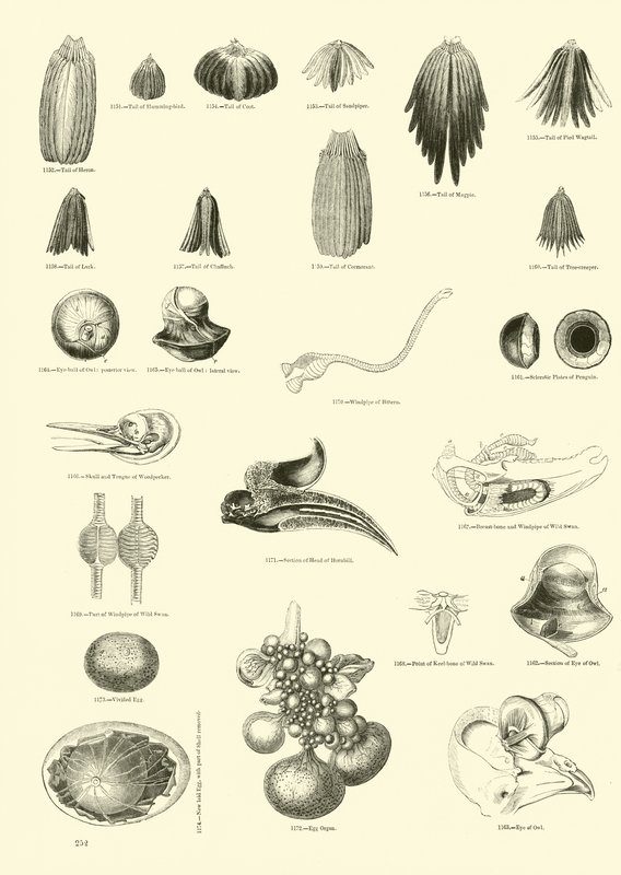 Page du Musée Pictural de la Nature Animée - English School
