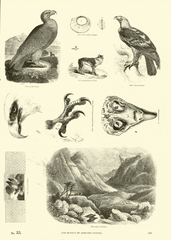 Page du Musée Pictural de la Nature Animée - English School
