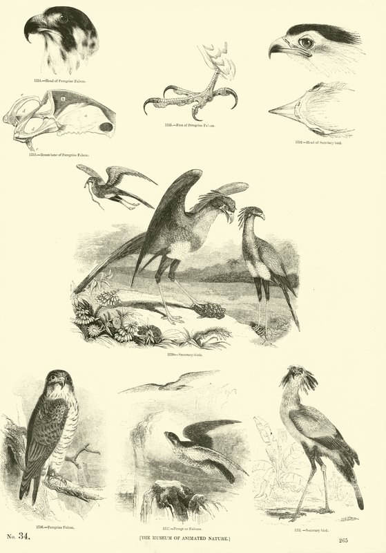 Page du Musée Pictural de la Nature Animée - English School