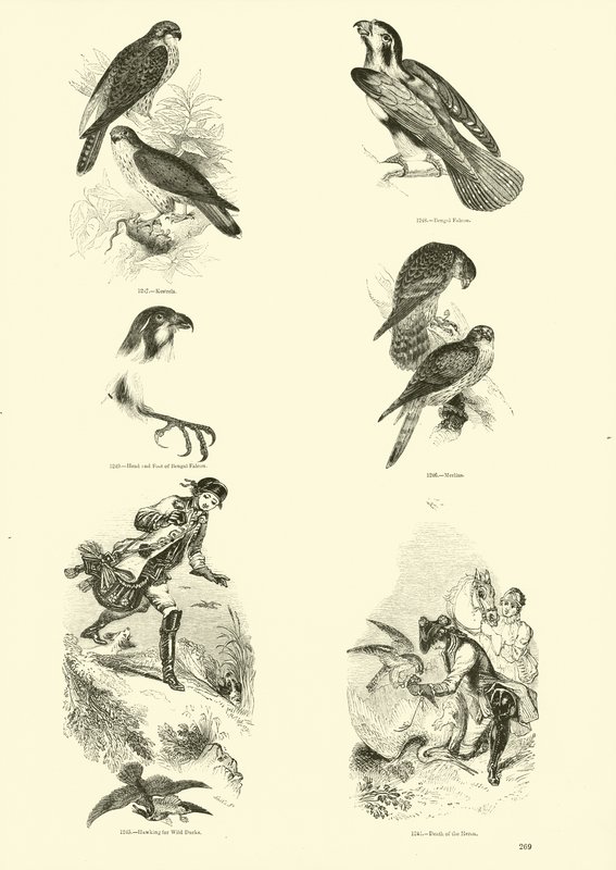 Page du Musée Pictural de la Nature Animée - English School