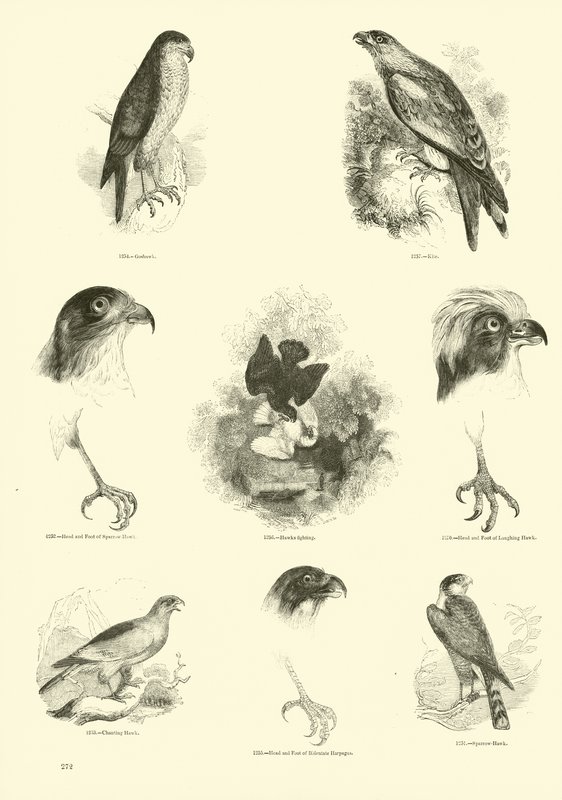 Page du Musée Pictural de la Nature Animée - English School