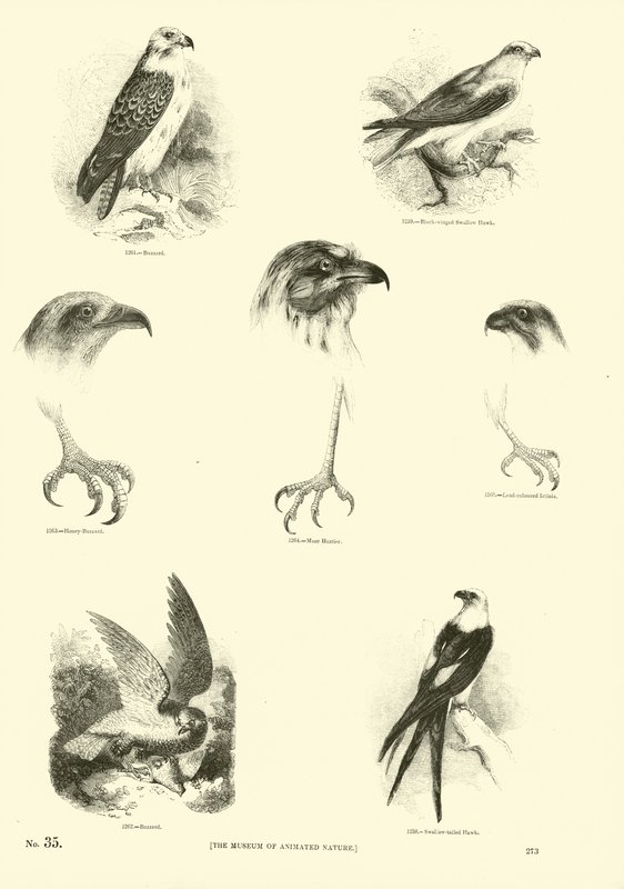 Page du Musée Pictural de la Nature Animée - English School