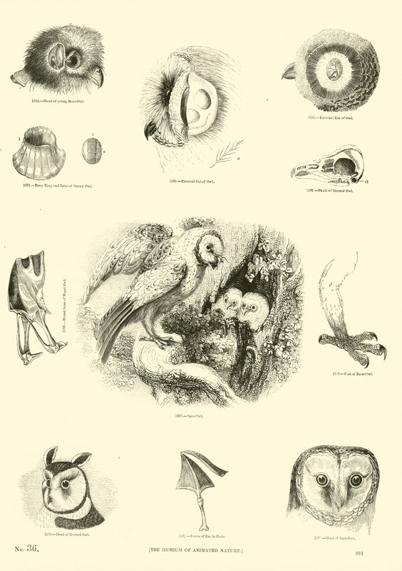Page du Musée Pictural de la Nature Animée - English School